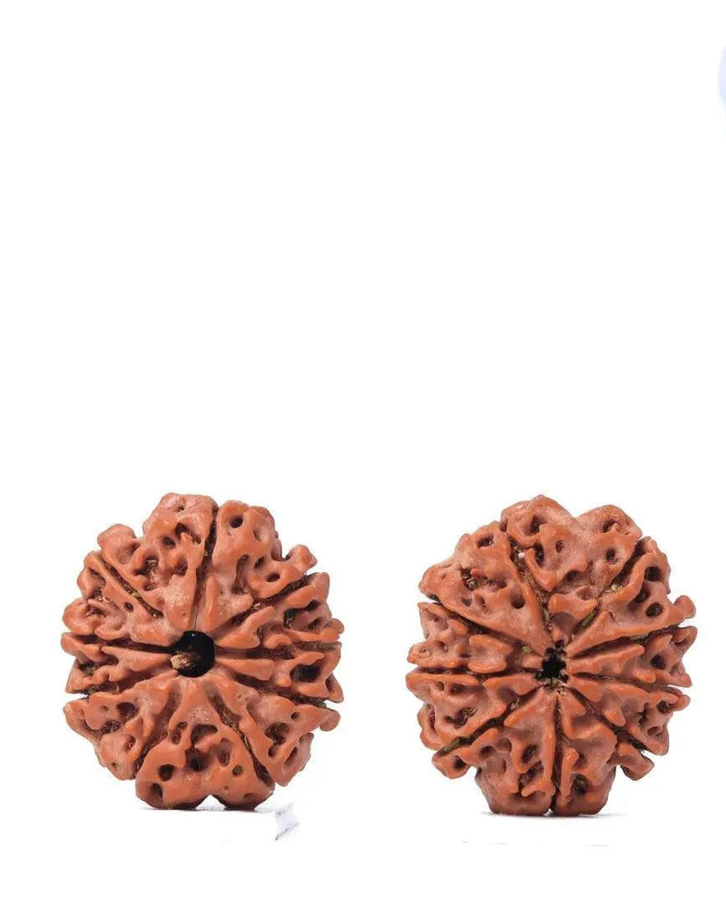 9 Mukhi Rudraksha from Nepal - Unleash Your Inner Warrior | Brahmatells by Brahmatells