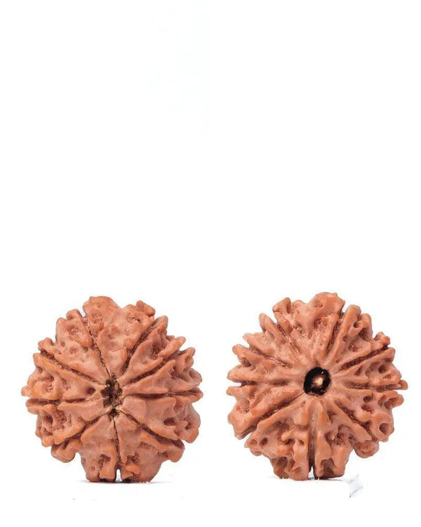 9 Mukhi Rudraksha from Nepal - Unleash Your Inner Warrior | Brahmatells by Brahmatells