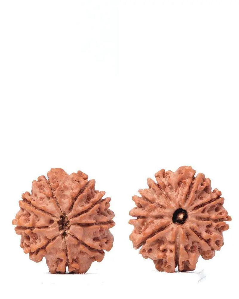 9 Mukhi Rudraksha from Nepal - Unleash Your Inner Warrior | Brahmatells by Brahmatells