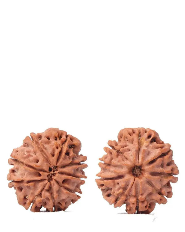 9 Mukhi Rudraksha from Nepal - Unleash Your Inner Warrior | Brahmatells by Brahmatells