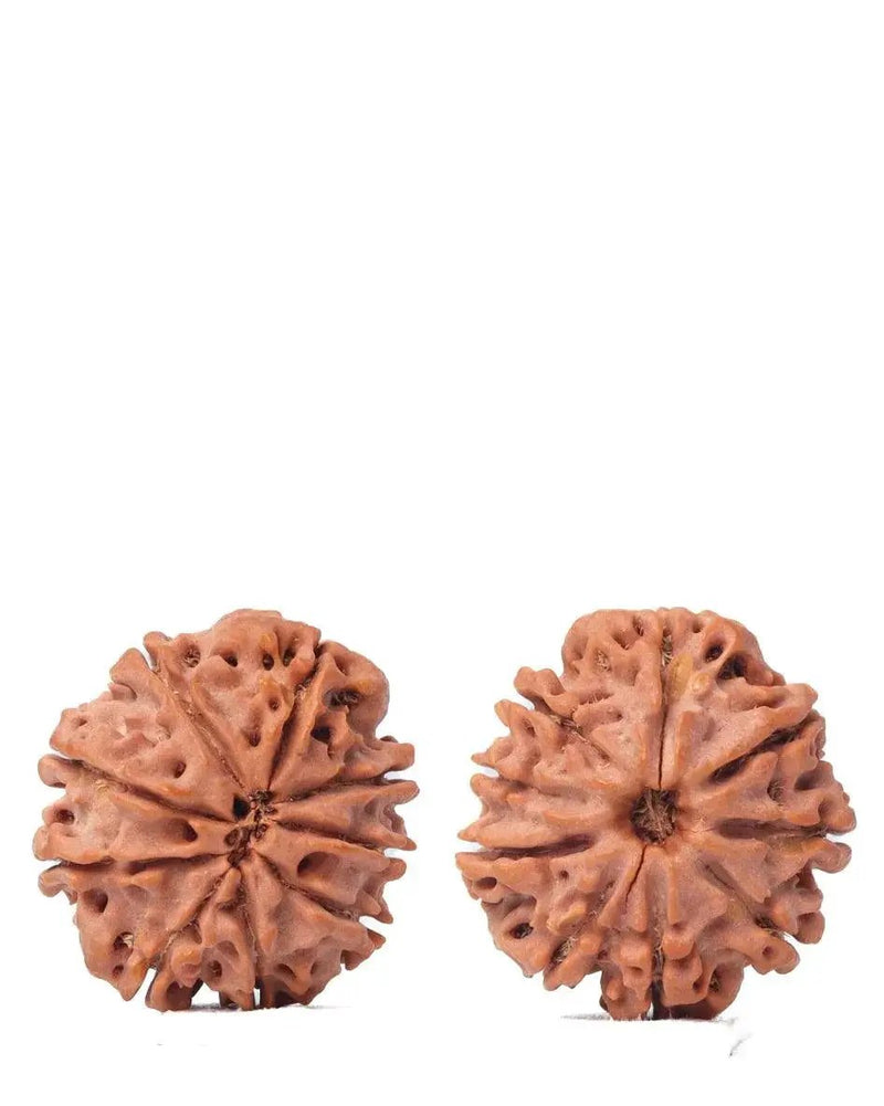 9 Mukhi Rudraksha from Nepal - Unleash Your Inner Warrior | Brahmatells by Brahmatells