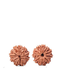 9 Mukhi Rudraksha from Nepal - Unleash Your Inner Warrior | Brahmatells by Brahmatells