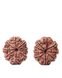 9 Mukhi Rudraksha from Nepal - Unleash Your Inner Warrior | Brahmatells by Brahmatells