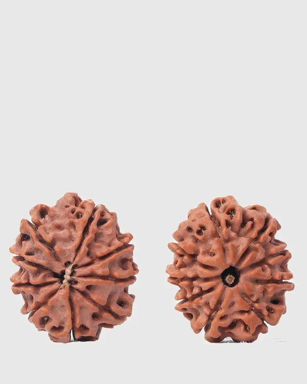 9 Mukhi Rudraksha from Nepal - Unleash Your Inner Warrior | Brahmatells by Brahmatells