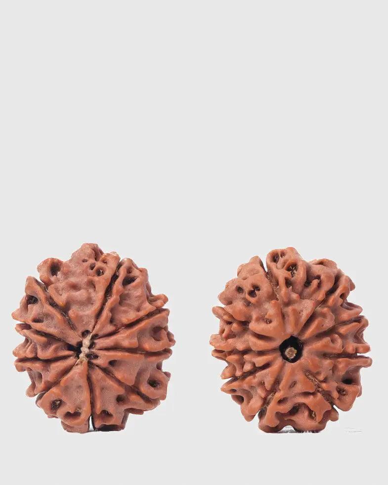 9 Mukhi Rudraksha from Nepal - Unleash Your Inner Warrior | Brahmatells by Brahmatells
