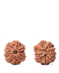9 Mukhi Rudraksha from Nepal - Unleash Your Inner Warrior | Brahmatells by Brahmatells
