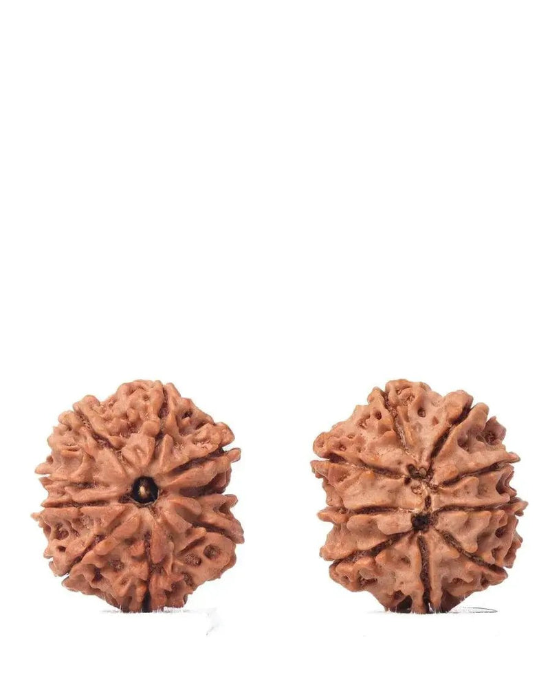 9 Mukhi Rudraksha from Nepal - Unleash Your Inner Warrior | Brahmatells by Brahmatells