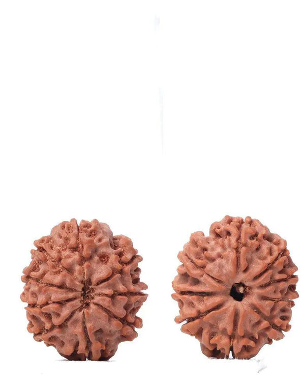 9 Mukhi Rudraksha from Nepal - Unleash Your Inner Warrior | Brahmatells by Brahmatells