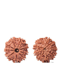 9 Mukhi Rudraksha from Nepal - Unleash Your Inner Warrior | Brahmatells by Brahmatells