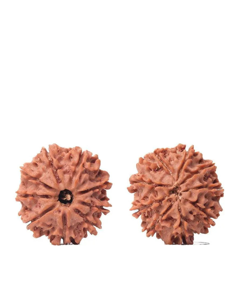9 Mukhi Rudraksha from Nepal - Unleash Your Inner Warrior | Brahmatells by Brahmatells