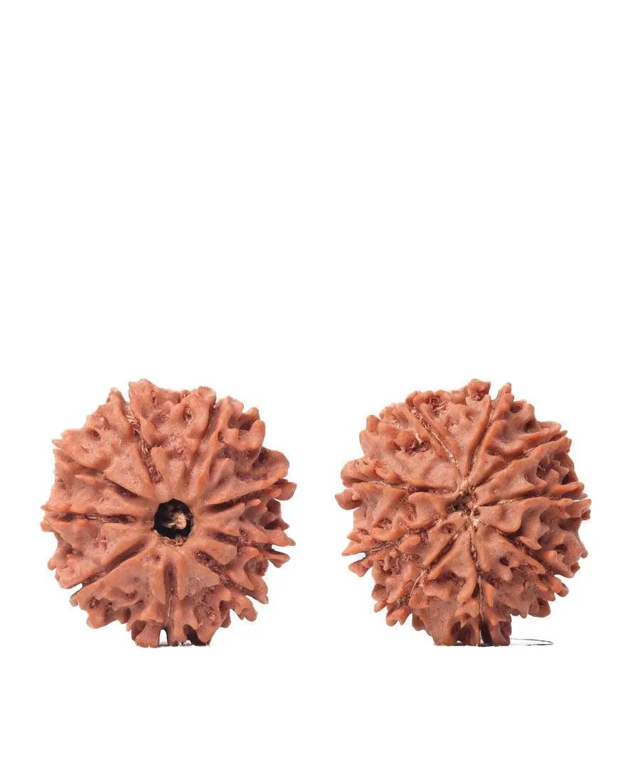 9 Mukhi Rudraksha from Nepal - Unleash Your Inner Warrior | Brahmatells by Brahmatells