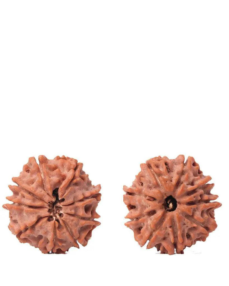 9 Mukhi Rudraksha from Nepal - Unleash Your Inner Warrior | Brahmatells by Brahmatells