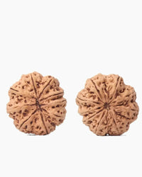 9 Mukhi Rudraksha from Nepal - Unleash Your Inner Warrior | Brahmatells by Brahmatells
