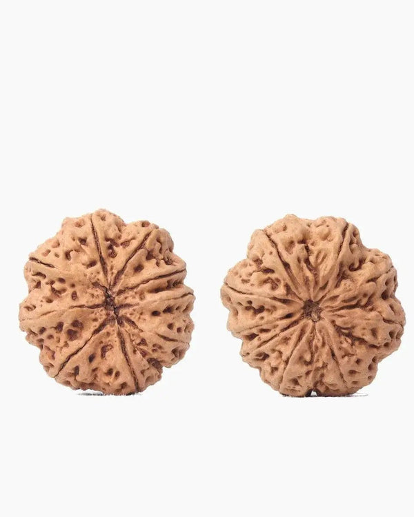 9 Mukhi Rudraksha from Nepal - Unleash Your Inner Warrior | Brahmatells by Brahmatells