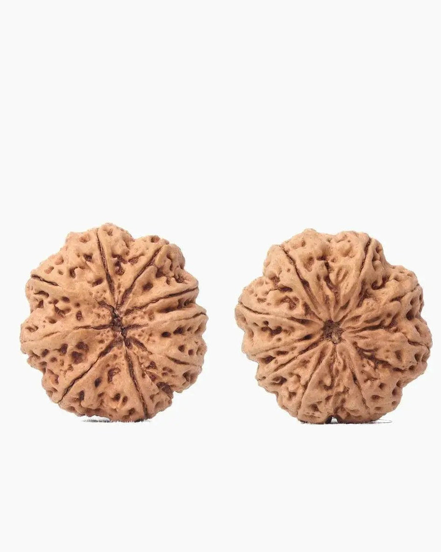 9 Mukhi Rudraksha from Nepal - Unleash Your Inner Warrior | Brahmatells by Brahmatells