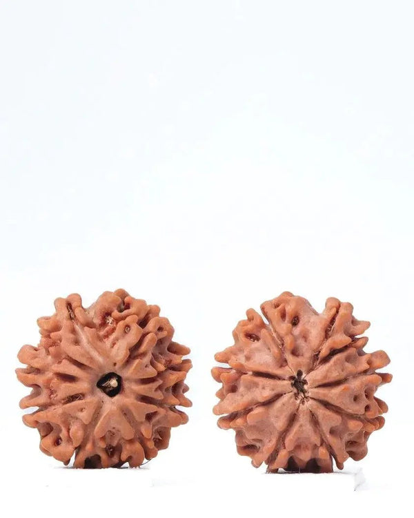 9 Mukhi Rudraksha from Nepal - Unleash Your Inner Warrior | Brahmatells by Brahmatells