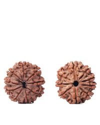 9 Mukhi Rudraksha from Nepal - Unleash Your Inner Warrior | Brahmatells by Brahmatells