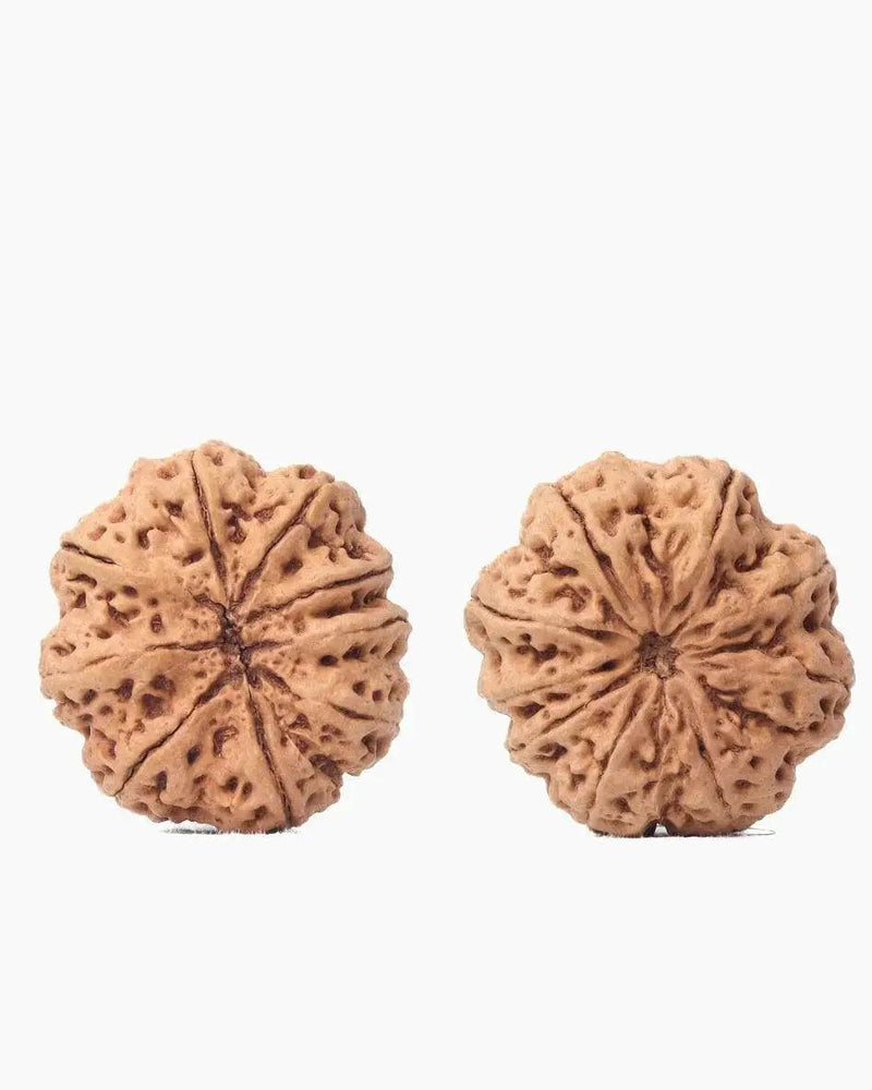 9 Mukhi Rudraksha from Nepal - Unleash Your Inner Warrior | Brahmatells by Brahmatells