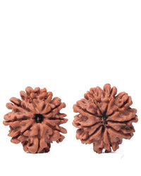 9 Mukhi Rudraksha from Nepal - Unleash Your Inner Warrior | Brahmatells by Brahmatells