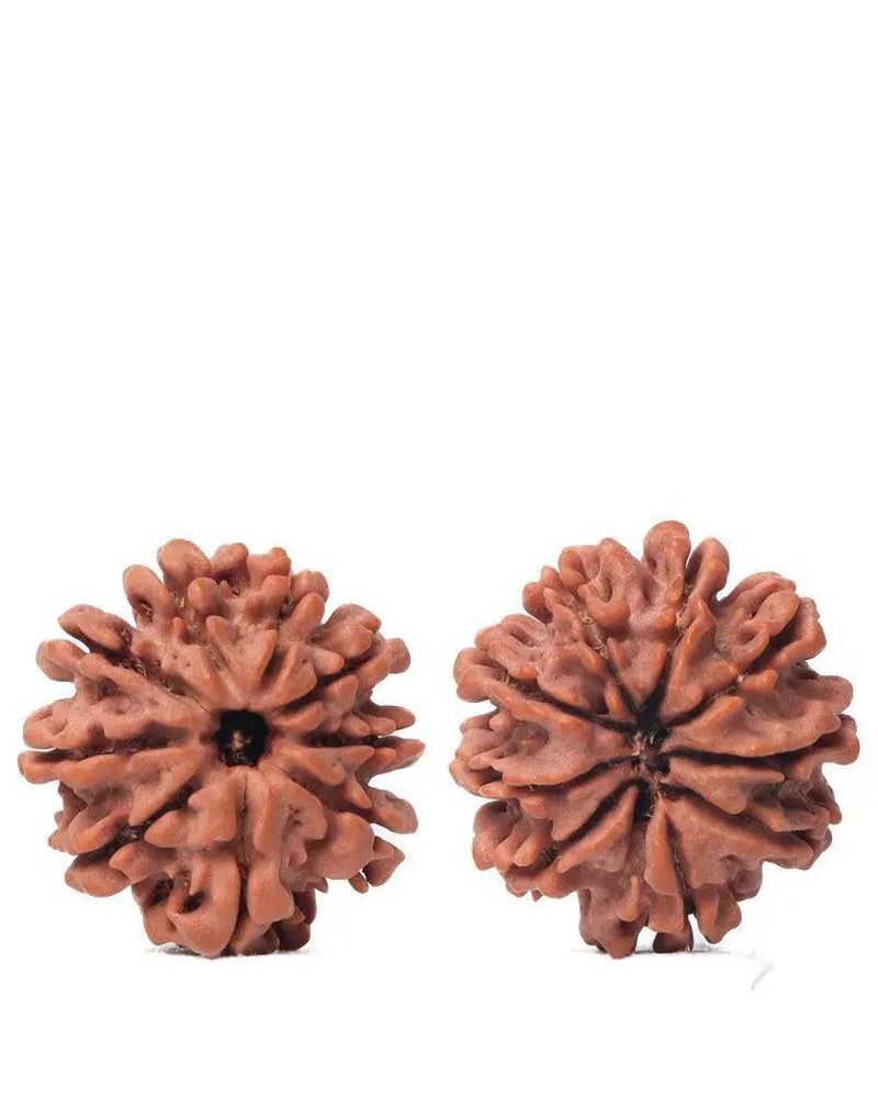 9 Mukhi Rudraksha from Nepal - Unleash Your Inner Warrior | Brahmatells by Brahmatells