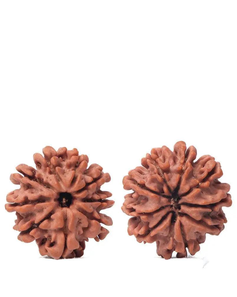 9 Mukhi Rudraksha from Nepal - Unleash Your Inner Warrior | Brahmatells by Brahmatells