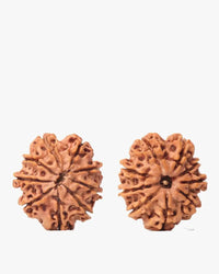 9 Mukhi Rudraksha from Nepal - Unleash Your Inner Warrior | Brahmatells by Brahmatells