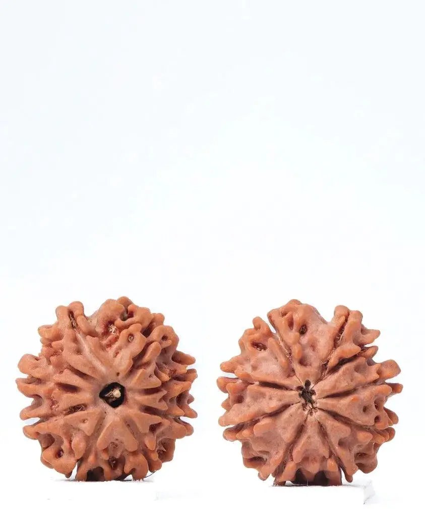 9 Mukhi Rudraksha from Nepal - Unleash Your Inner Warrior | Brahmatells by Brahmatells
