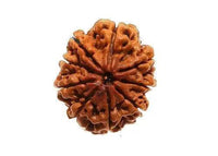 9 Mukhi Rudraksha Java - Harness Goddess Durga's Divine Force | Brahmatells by Brahmatells