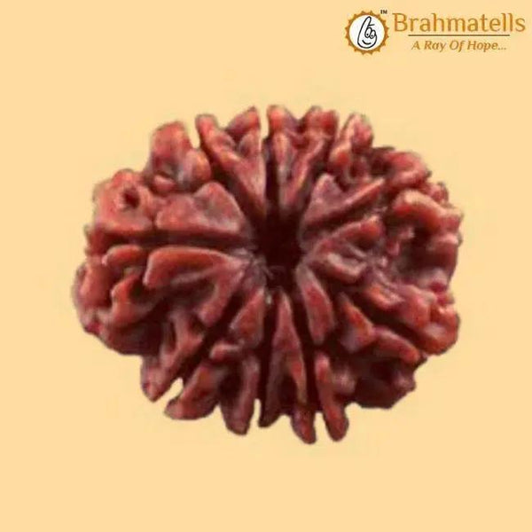 9 Mukhi Rudraksha Java - Harness Goddess Durga's Divine Force | Brahmatells by Brahmatells
