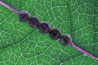 Amethyst Band for Serenity & Spiritual Awareness | Brahmatells by Brahmatells