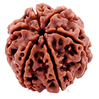 Authentic Java-Origin 6 Mukhi Rudraksha Bead | Venus' Wisdom & Eloquence | Brahmatells by Brahmatells