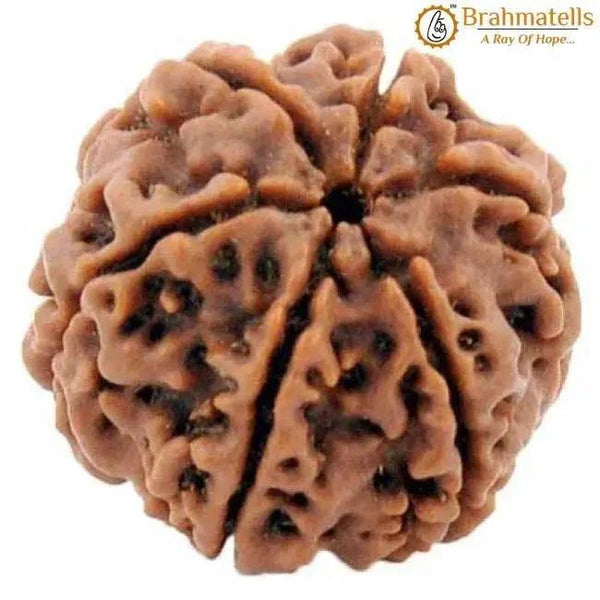 Authentic Java-Origin 6 Mukhi Rudraksha Bead | Venus' Wisdom & Eloquence | Brahmatells by Brahmatells