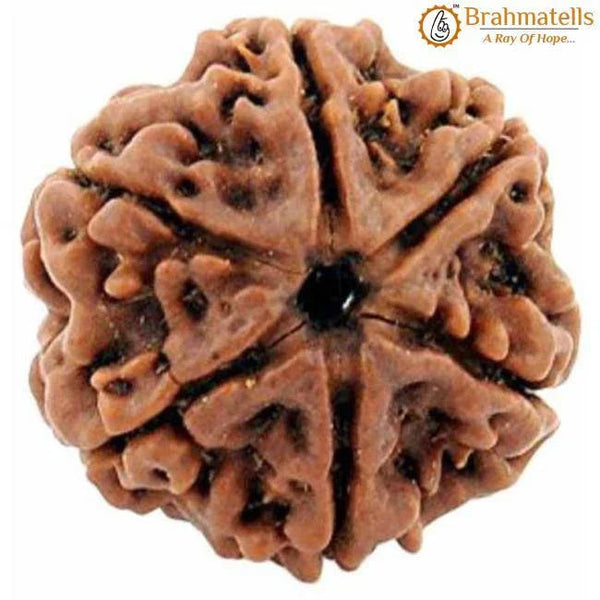 Authentic Java-Origin 6 Mukhi Rudraksha Bead | Venus' Wisdom & Eloquence | Brahmatells by Brahmatells