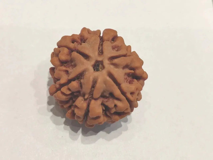 Buy 6 Mukhi Rudraksha Bead Online | Authentic Nepalese Brahmatells Collection by Brahmatells
