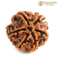 Buy 6 Mukhi Rudraksha Bead Online | Authentic Nepalese Brahmatells Collection by Brahmatells