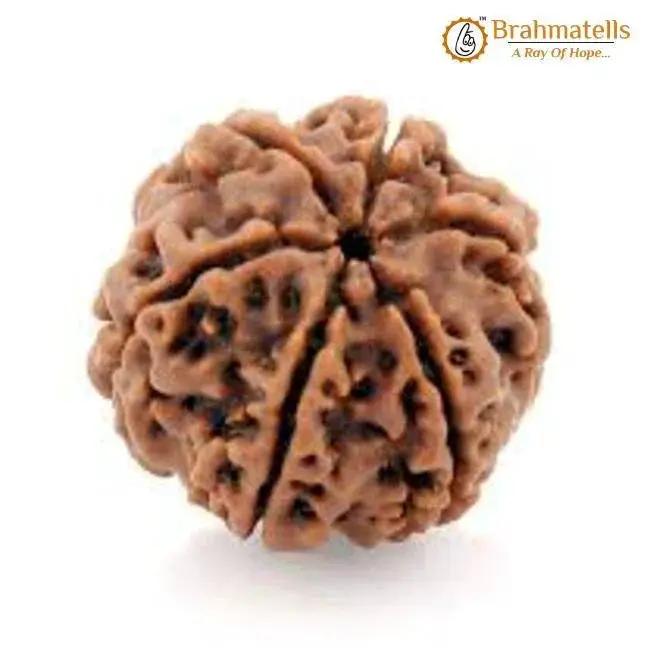 Buy 6 Mukhi Rudraksha Bead Online | Authentic Nepalese Brahmatells Collection by Brahmatells