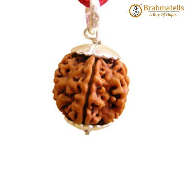 Collector 5 Mukhi Rudraksha Pendant: Spiritual Depth | Brahmatells by Brahmatells