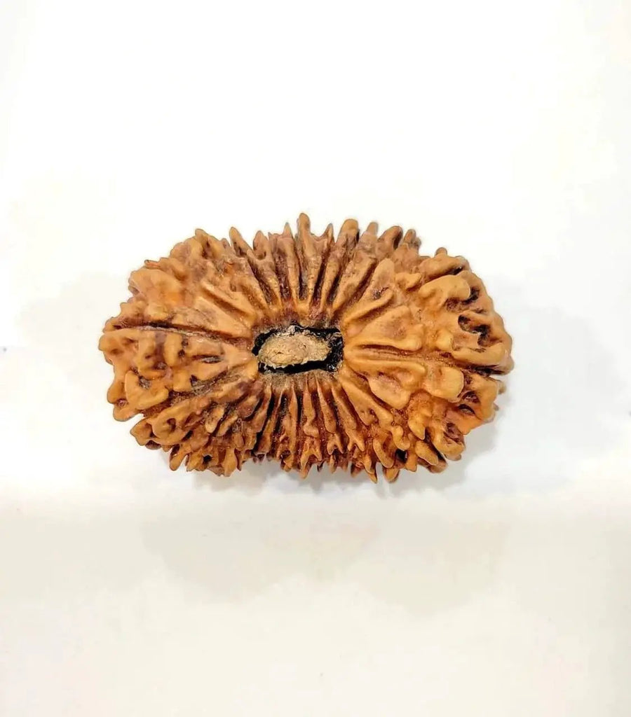 Collector's Edition 21 Mukhi Rudraksha - Lord Kubera's Wealth Blessing | Brahmatells by Brahmatells