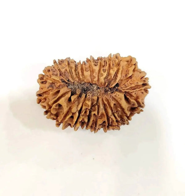Collector's Edition 21 Mukhi Rudraksha - Lord Kubera's Wealth Blessing | Brahmatells by Brahmatells