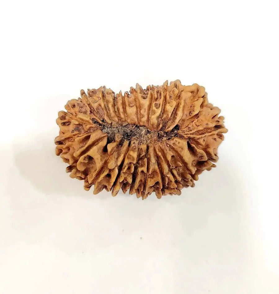Collector's Edition 21 Mukhi Rudraksha - Lord Kubera's Wealth Blessing | Brahmatells by Brahmatells
