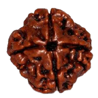Dark Brown 4 Mukhi Rudraksha Bead - Channeling Brahma's Wisdom | Brahmatells by Brahmatells