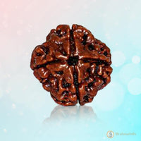 Dark Brown 4 Mukhi Rudraksha Bead - Channeling Brahma's Wisdom | Brahmatells by Brahmatells