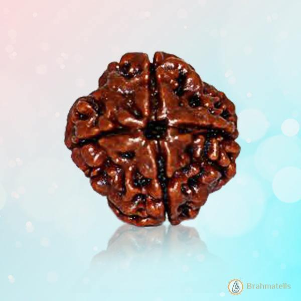 Dark Brown 4 Mukhi Rudraksha Bead - Channeling Brahma's Wisdom | Brahmatells by Brahmatells