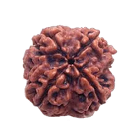 Dark Brown 4 Mukhi Rudraksha Bead - Wisdom of Brahma | Brahmatells by Brahmatells