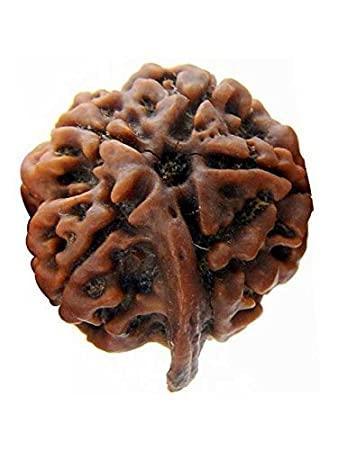 Divine Ganesh Rudraksha Java - Lord Ganesha's Auspicious Blessings | Brahmatells - BrahmatellsStore