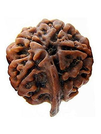 Divine Ganesh Rudraksha Java - Lord Ganesha's Auspicious Blessings | Brahmatells - BrahmatellsStore