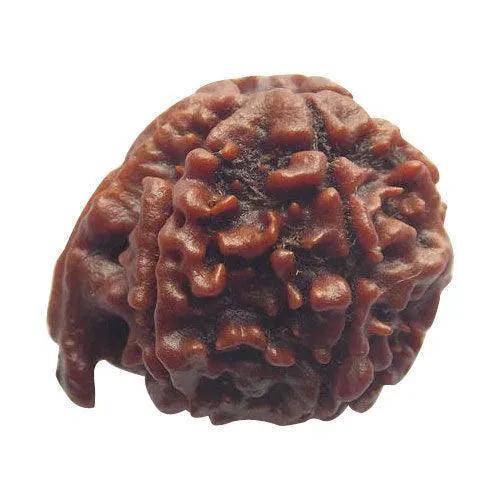 Divine Ganesh Rudraksha Java - Lord Ganesha's Auspicious Blessings | Brahmatells by Brahmatells