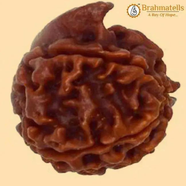 Divine Ganesh Rudraksha Java - Lord Ganesha's Auspicious Blessings | Brahmatells by Brahmatells