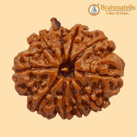 Divine Ganesh Rudraksha Java - Lord Ganesha's Auspicious Blessings | Brahmatells - BrahmatellsStore