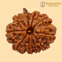 Divine Ganesh Rudraksha Java - Lord Ganesha's Auspicious Blessings | Brahmatells by Brahmatells